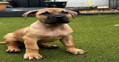 Presa Canario dogs - Advert 8