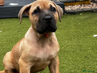 Presa Canario dogs - Advert 2