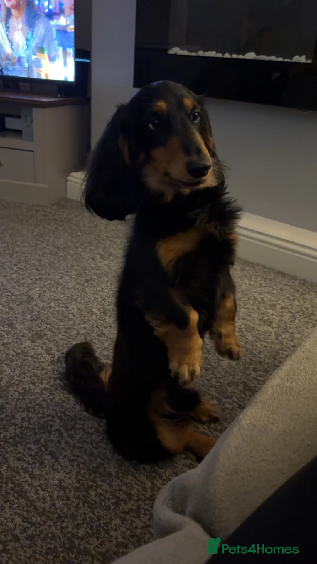 Miniature Dachshund dogs for stud: Long haired Black and Tan miniature daschund  - Advert 3