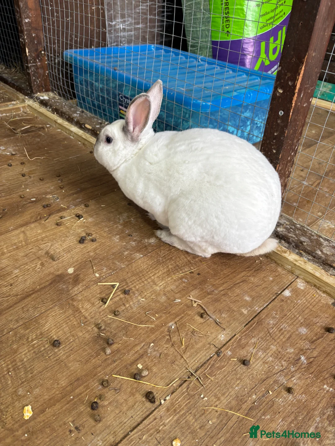 Rex rabbits for sale: male/female rex for sale £60 each or both for £100 - Advert 2
