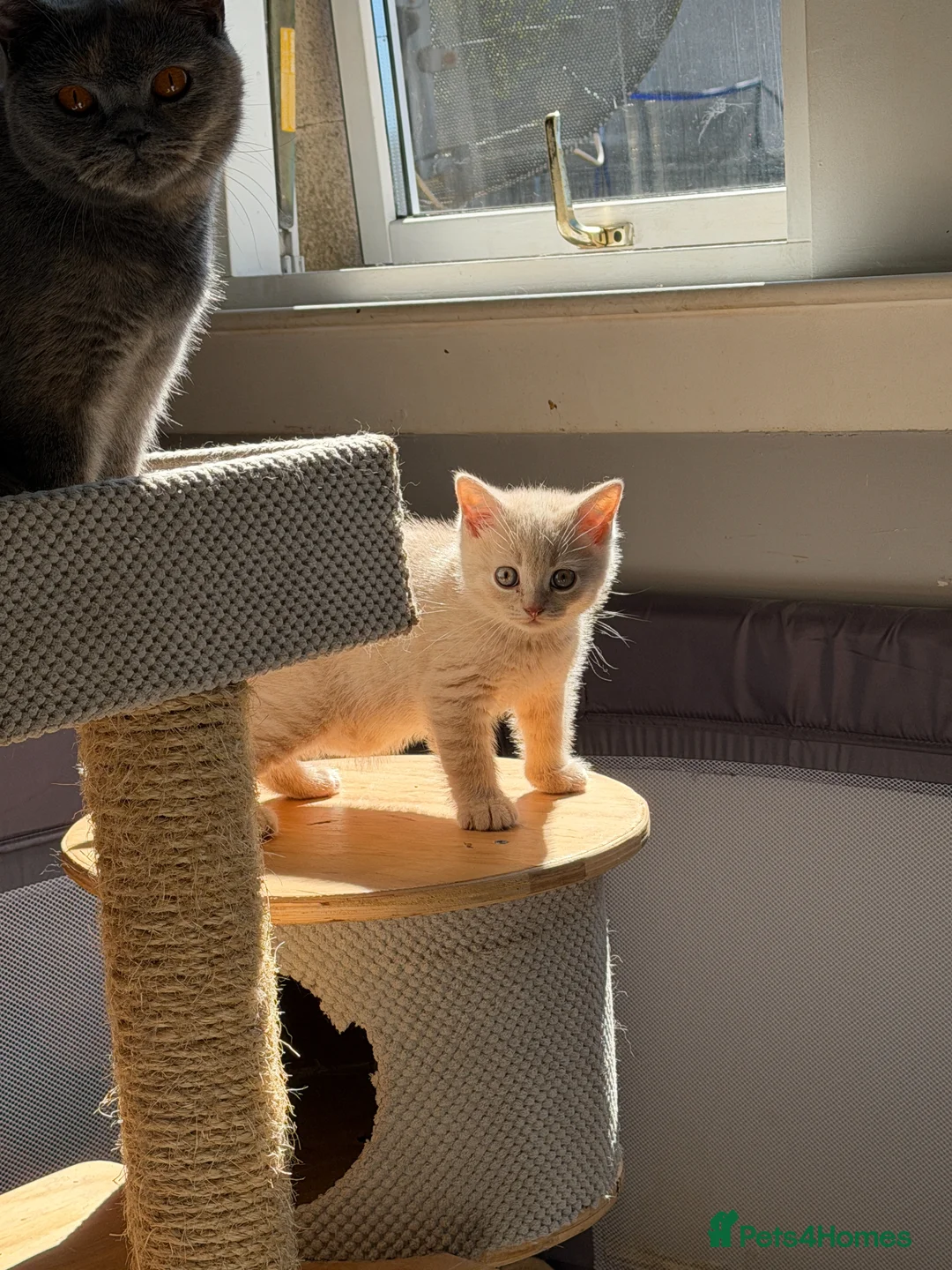 British Shorthair cats for sale: British Shorthair Kitten – Cream - Advert 3