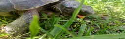 Hermann Tortoise reptiles for sale: Herman tortoise for sale - Advert 6