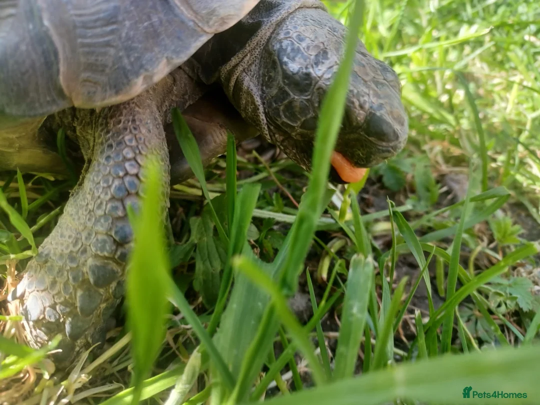 Hermann Tortoise reptiles for sale: Herman tortoise for sale - Advert 6