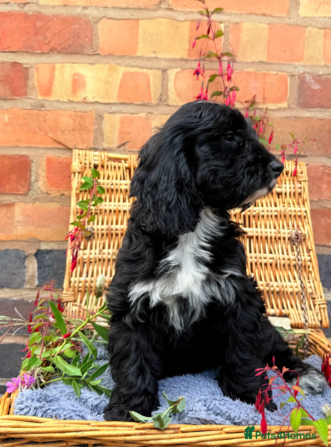 Australian Labradoodle dogs for sale: Australian labradoodle** READY TO GO** - Image 4