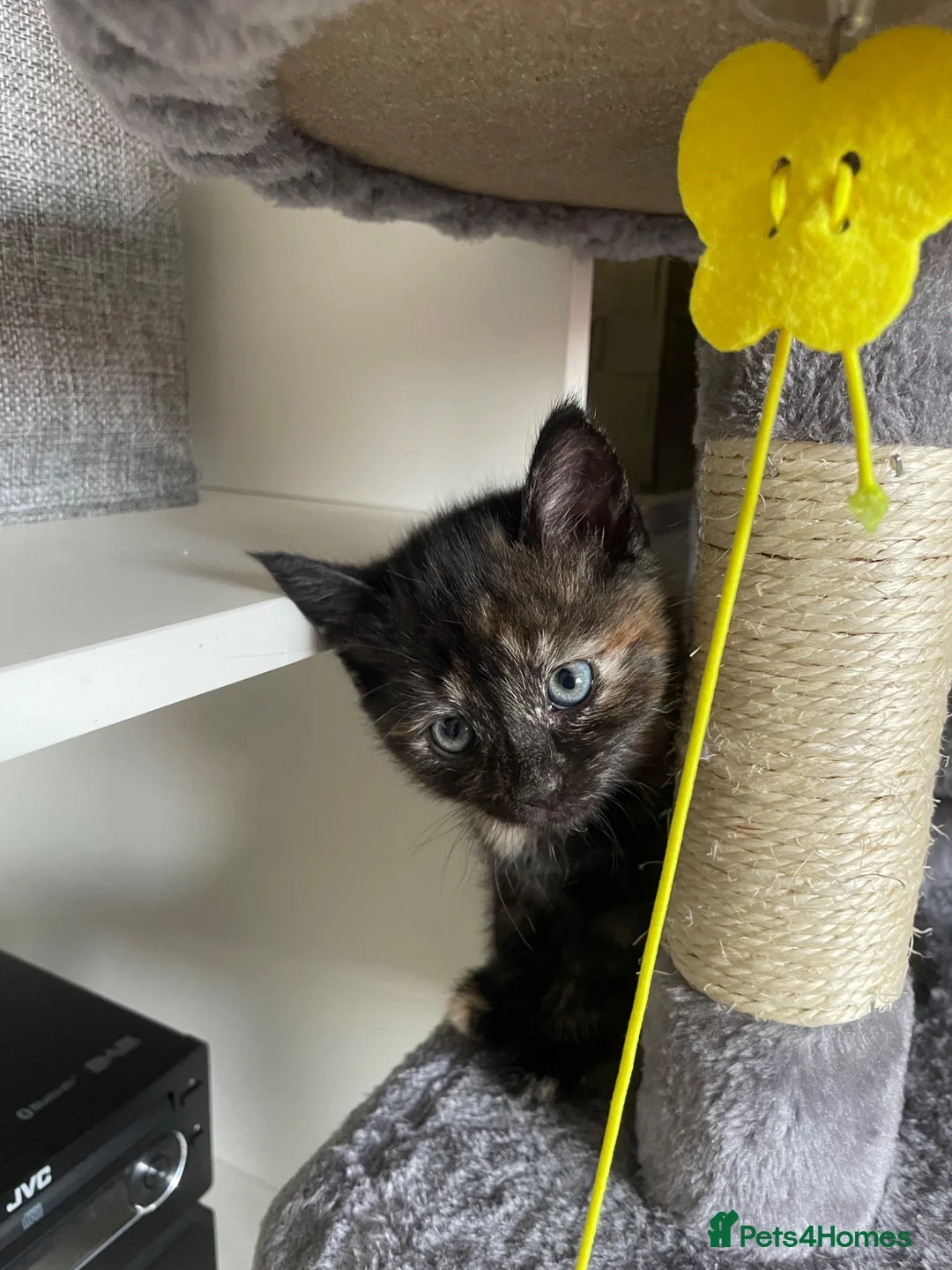 Mixed Breed cats for sale: Poppy is her name only one left  - Advert 2