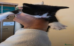 Domestic Shorthair cats for sale: Kittens for sale  - Image 3