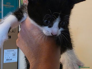 Domestic Shorthair cats - Advert 19