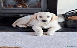 Golden Retriever dogs for sale: 15 month old Golden Retriever, Male, sweet, gentle - Image 2