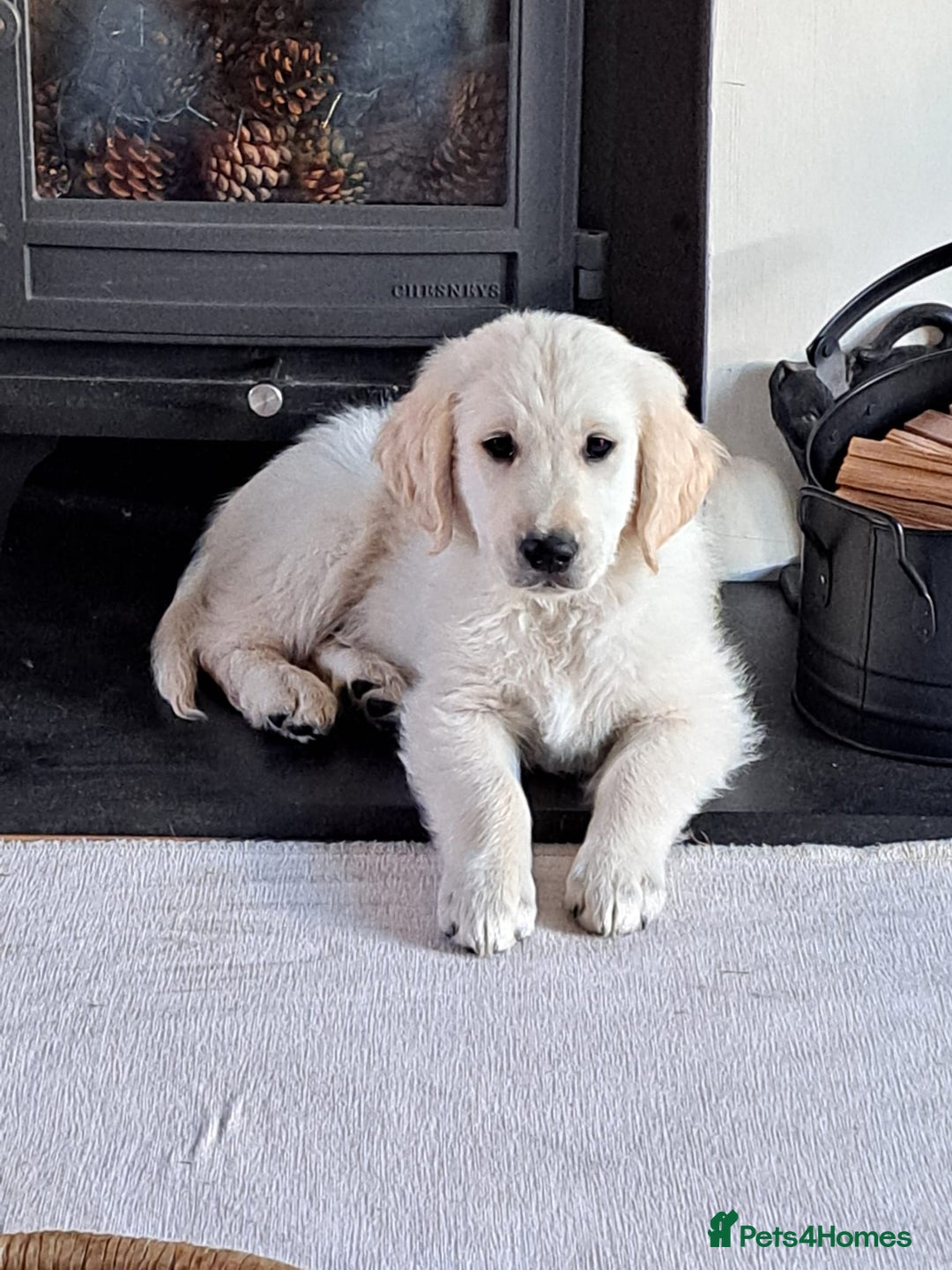 Golden Retriever dogs for sale: 15 month old Golden Retriever, Male, sweet, gentle - Image 2
