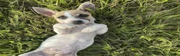 Jack Russell dogs for sale: Jack russell bitch - Advert 2