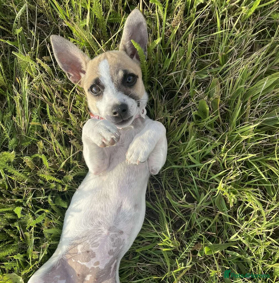 Jack Russell dogs for sale: Jack russell bitch - Advert 2