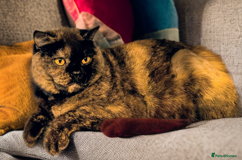 British Shorthair cats 🐾 Superb Black Tortie Girl BSH ❤️🐾 - Advert 4