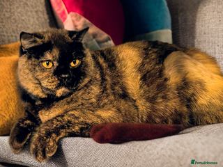 British Shorthair cats 🐾 Superb Black Tortie Girl BSH ❤️🐾 - Advert 5