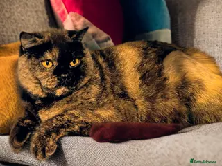 British Shorthair cats 🐾 Superb Black Tortie Girl BSH ❤️🐾 - Advert 13