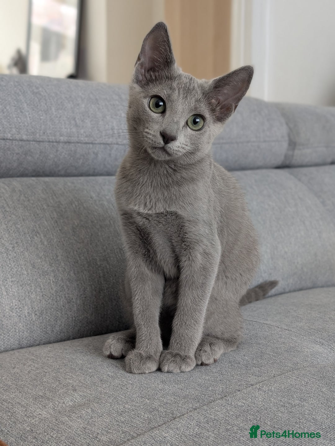 Russian Blue cats for sale: Last Russian Blue girl - Image 8