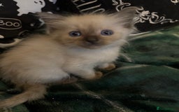 Ragdoll cats for sale: 8 week old ragdoll kittens ready to go now  - Image 3