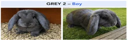 Mini Lop rabbits for sale: Gorgeous Pure Bred Mini Lops in Dewsbury - Advert 2