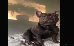 French Bulldog dogs for sale: 4 beautiful blue French bulldogs  - Image 16