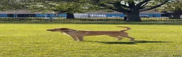 Labrador Retriever dogs for sale: 3 year old Labrador retriever  in London - Advert 4