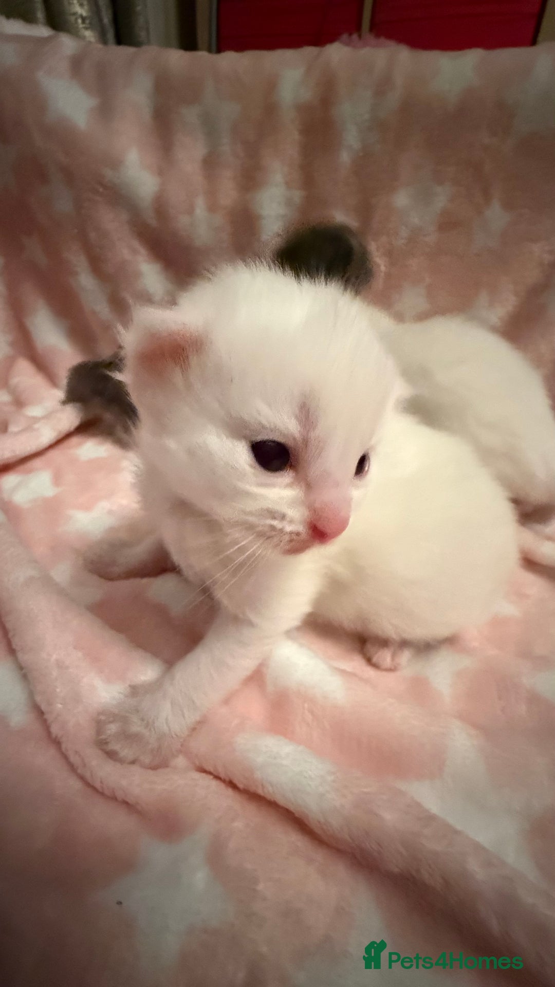 Ragdoll cats for sale: Stunning Ragdoll Kittens girl and boys  - Advert 13