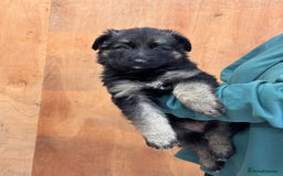 German Shepherd dogs for sale: Beautiful German Shepherd Puppies  - Image 7