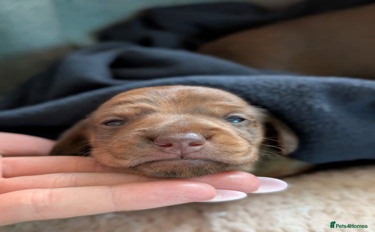 Miniature Dachshund dogs - Advert 11