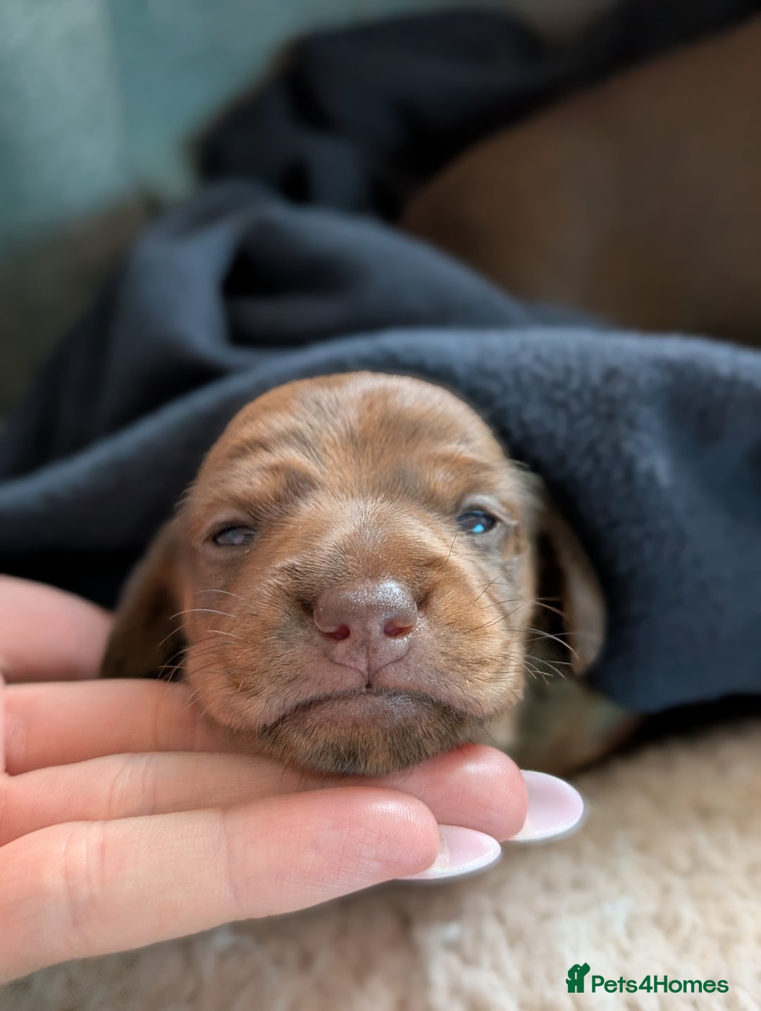 Miniature Dachshund dogs for sale: Red and cream brindle male dachshund  - Image 1