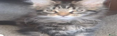 Maine Coon Kitten 6
