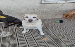 Labrador Retriever dogs for sale: Two older gentlemen seeking home together  - Image 3