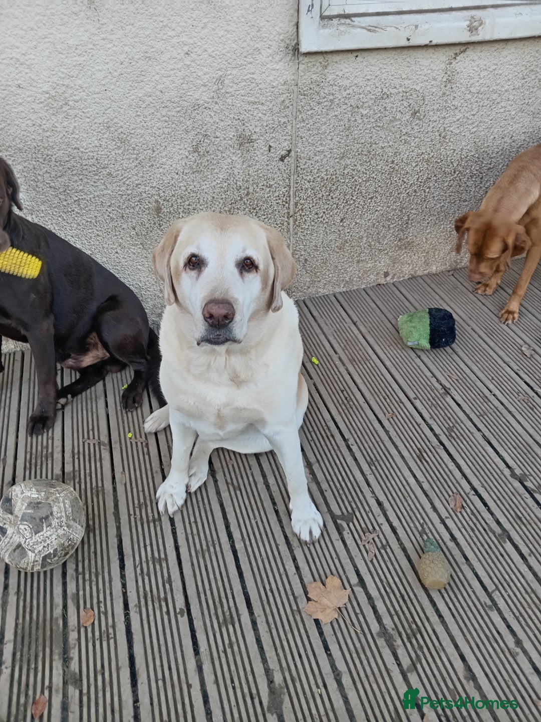 Labrador Retriever dogs for sale: Two older gentlemen seeking home together  - Image 3