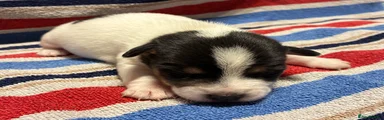 Jack Russell Puppy 1
