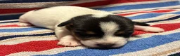 Jack Russell dogs for sale: 2 beautiful female Jack Russell puppies - Advert 8