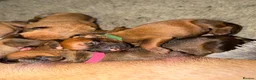 Rhodesian Ridgeback dogs for sale: Bred for beauty. Build and temperament. in Market Drayton - Advert 22