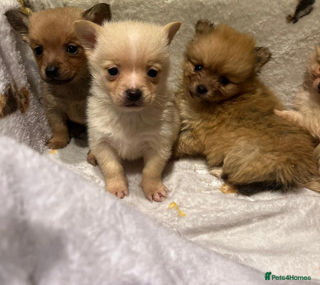 Pomchi dogs for sale: Pomeranian puppy's  - Advert 7