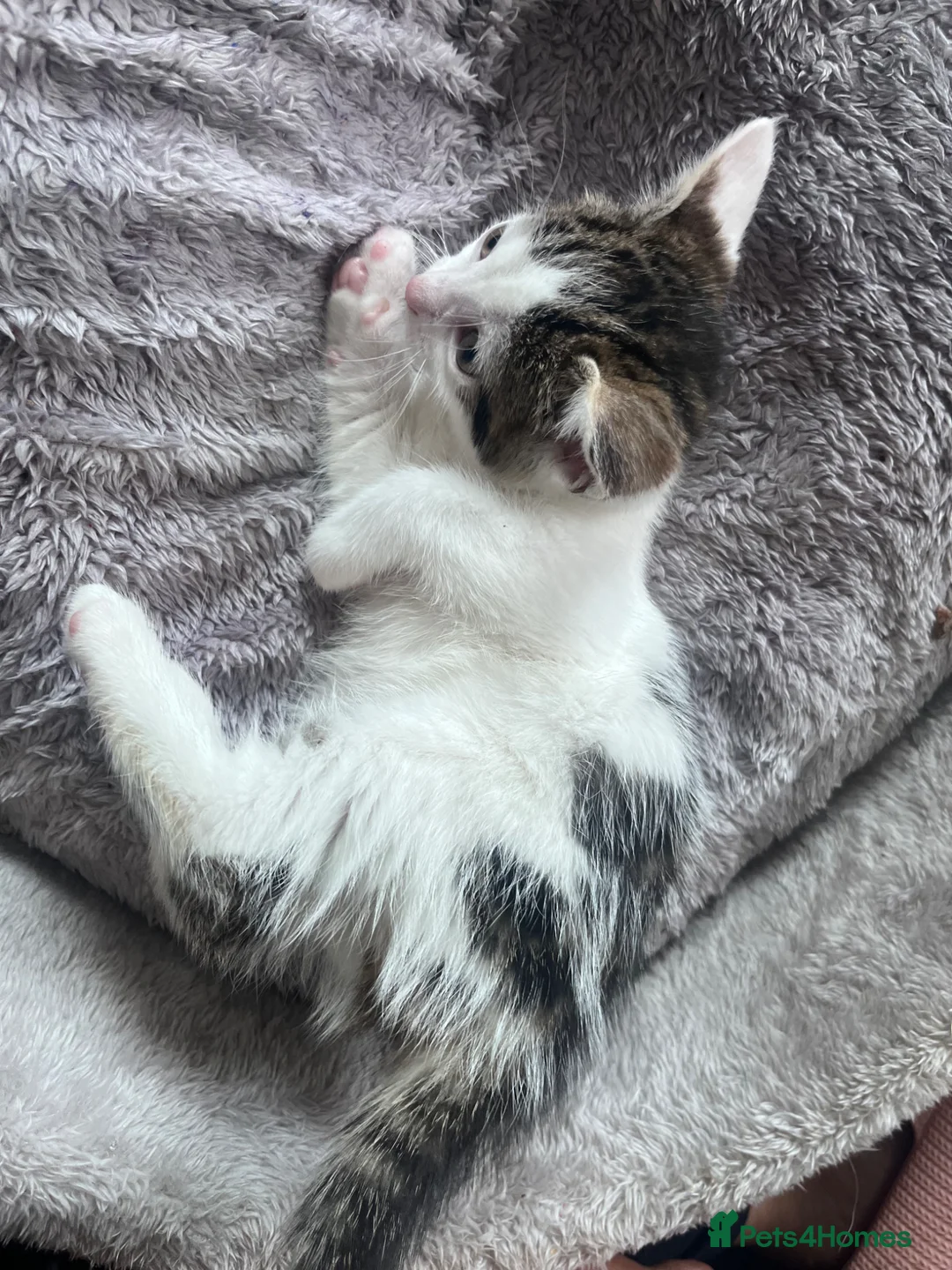 Mixed Breed cats for sale: 🐾Stunning Mixed breed Female & Male Kittens 🐾 - Advert 2
