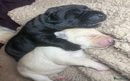 Labrador Retriever dogs for sale: 🖤 Labrador Puppies 💛 - Image 2