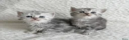 Persian cats for sale: Affectionate and beautiful persian kittens  - Advert 11
