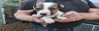 Jack Russell 5