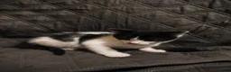 Mixed Breed cats for sale: kittens  in Wigan - Advert 2