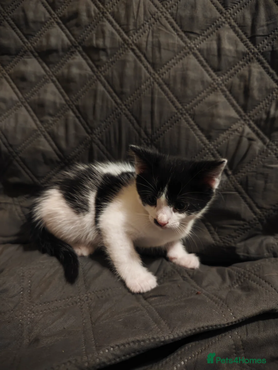 Mixed Breed cats for sale: kittens  in Wigan - Advert 2