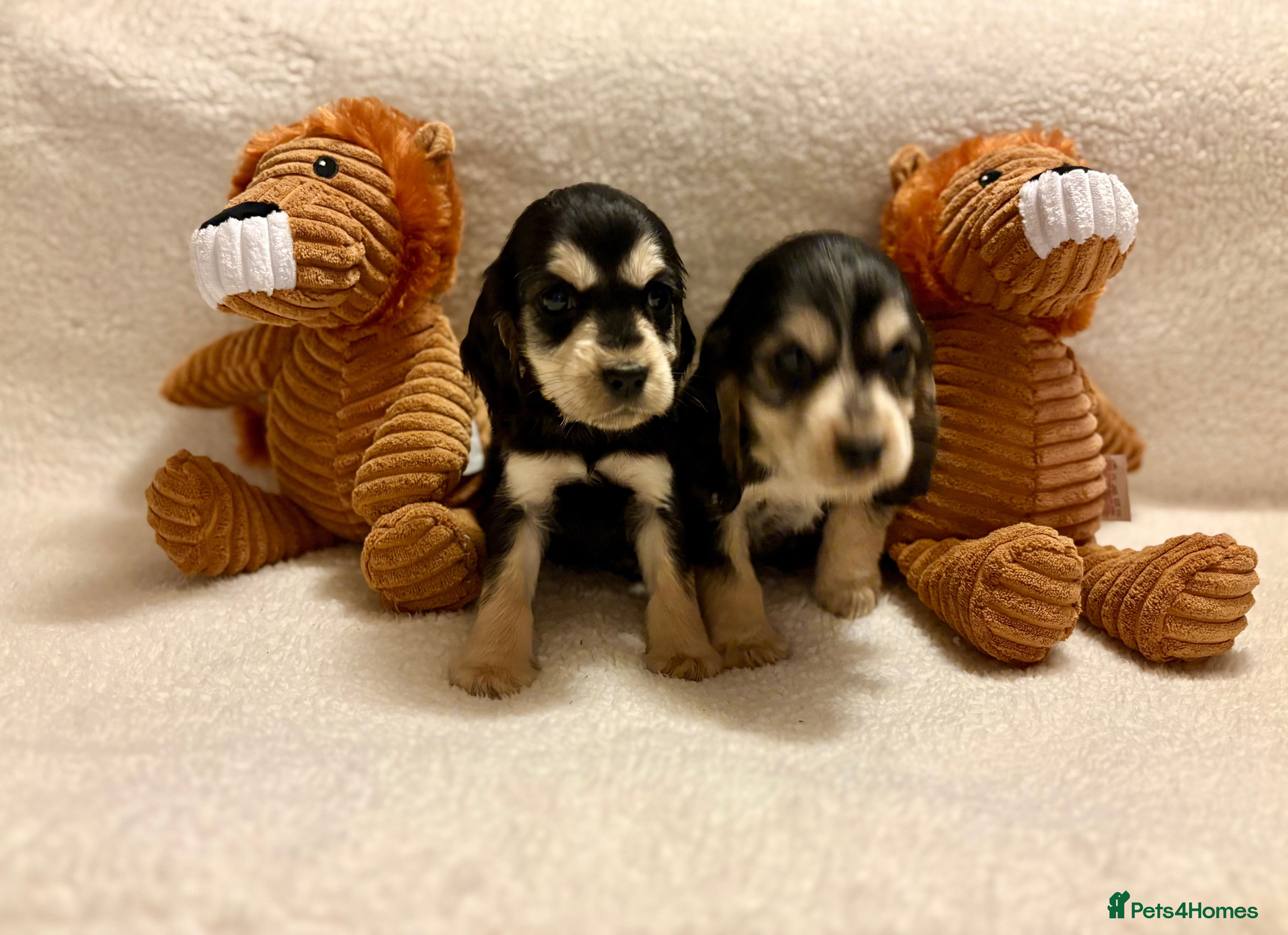 Cocker Spaniel dogs Show type spaniels - Advert 9