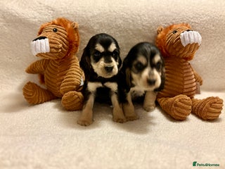 Cocker Spaniel dogs Show type spaniels - Advert 9