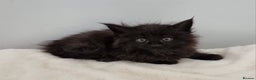 Maine Coon cats for sale: Pedigree Maine Coon Kittens GCCF REGISTERED  - Advert 16