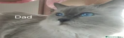 Ragdoll cats for sale: 💙Blue Point Ragdoll Kittens Waiting List Now Open - Advert 12