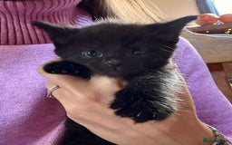 Siberian cats for sale: Part Siberian Kittens  - Image 1