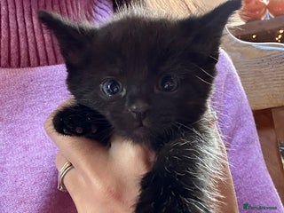 Siberian cats - Advert 1