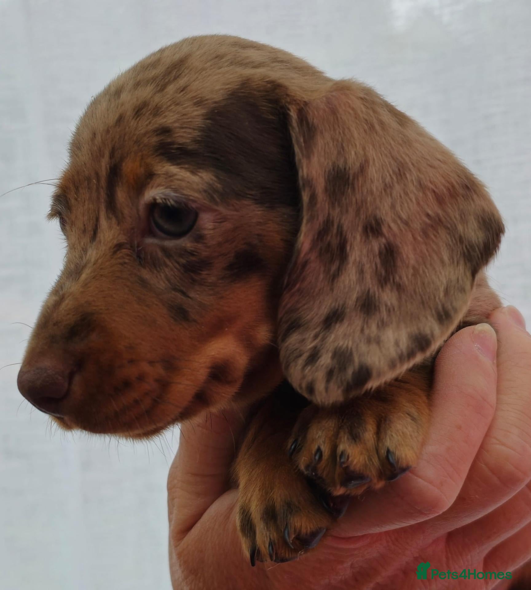 Miniature Dachshund dogs Beautiful miniature smooth-Haired Dachshunds pups - Advert 2