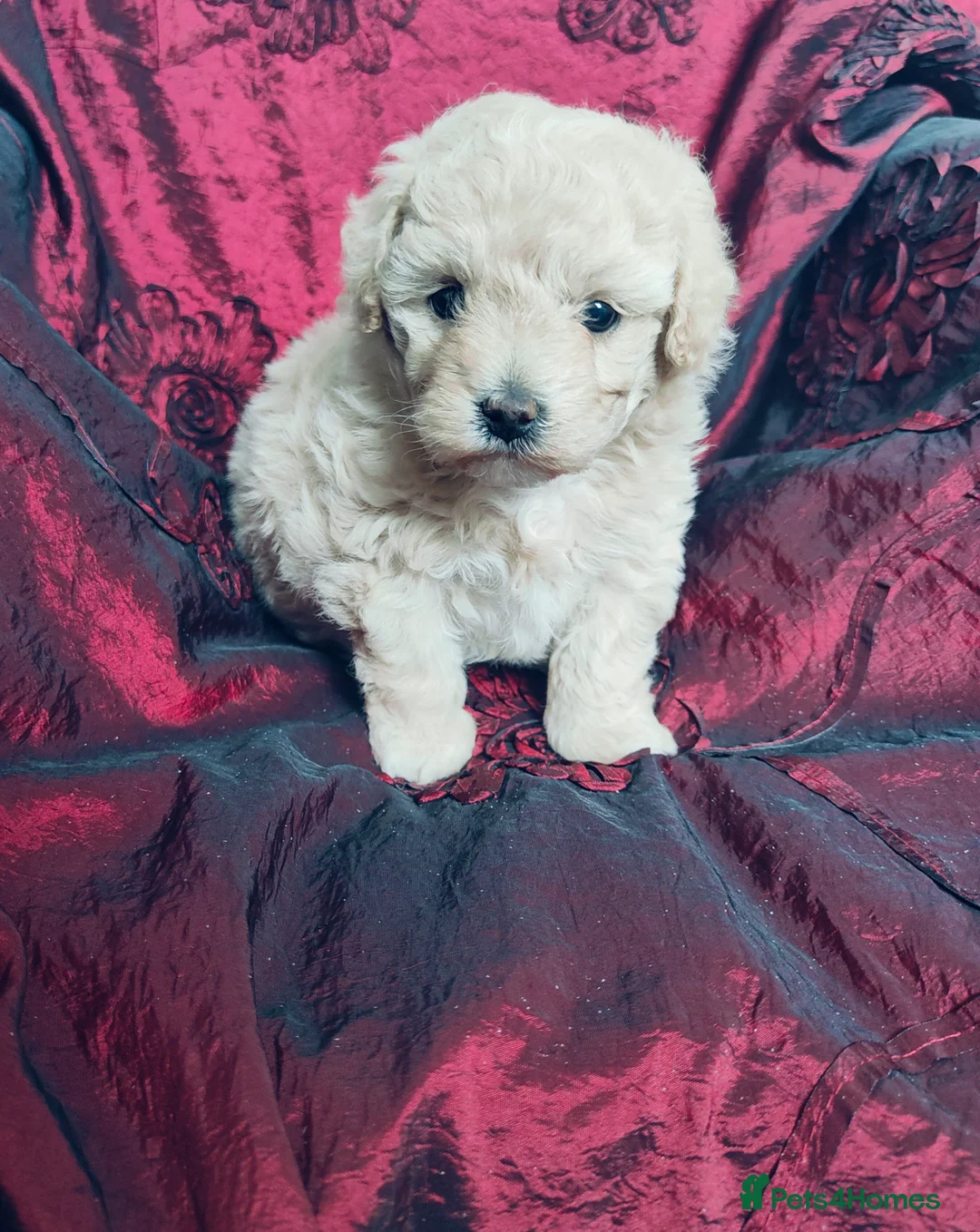 Cavapoo dogs for sale: Adorable Cavapoo Girl Cream/White, Ready soon  - Advert 4