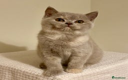 British Shorthair cats for sale: Champion line kittens  - Advert 6