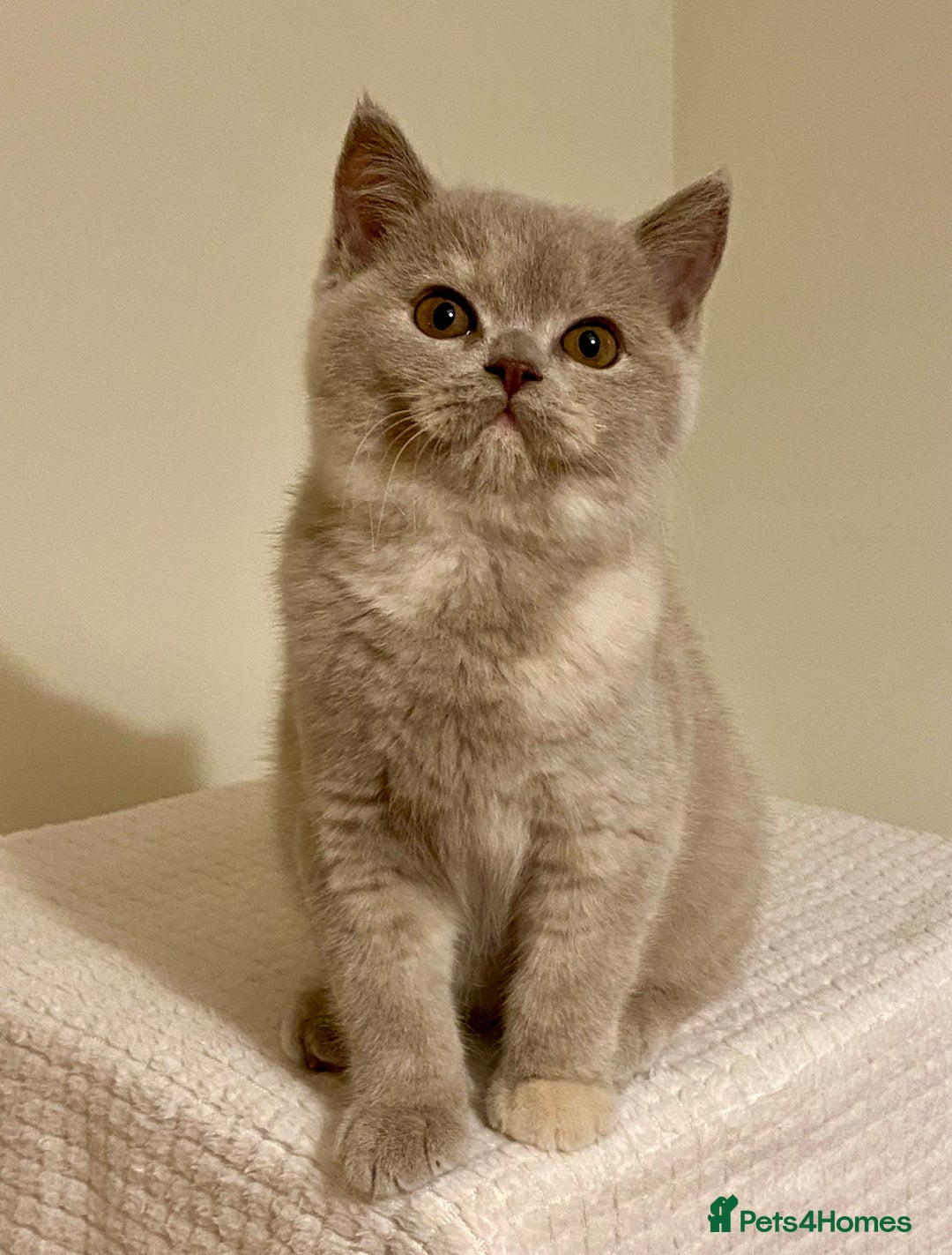 British Shorthair cats for sale: Champion line kittens  - Advert 6
